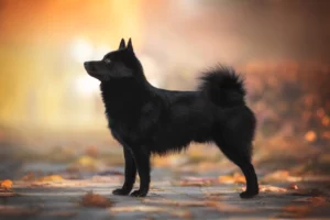 Read more about the article Schipperke