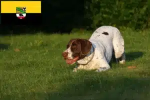 Mehr über den Artikel erfahren Altdänischer Vorstehhund Züchter und Welpen in Sachsen-Anhalt