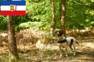 Mehr über den Artikel erfahren Altdänischer Vorstehhund Züchter und Welpen in Schleswig-Holstein