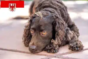 Mehr über den Artikel erfahren American Water Spaniel Züchter und Welpen in Brandenburg