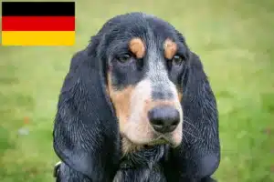 Read more about the article Basset bleu de Gascogne Züchter und Welpen in Deutschland