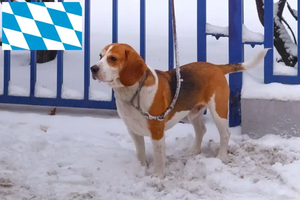 Beagle Harrier Züchter mit Welpen Bayern