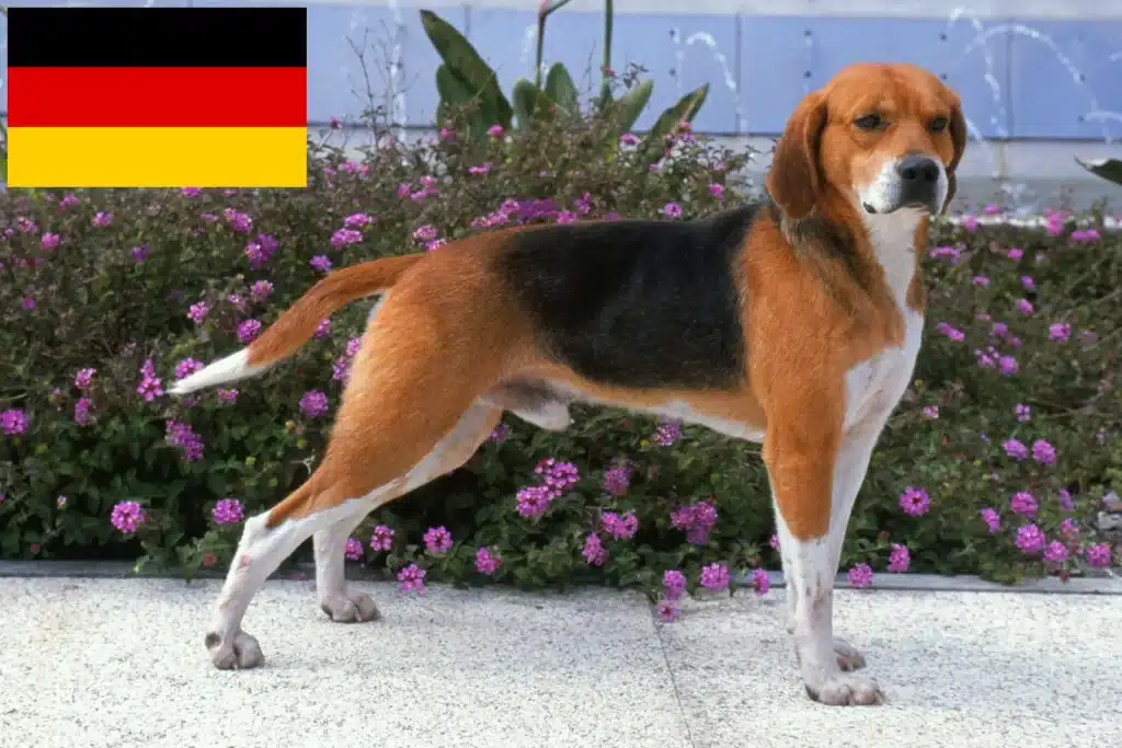 Beagle Harrier Züchter mit Welpen Deutschland