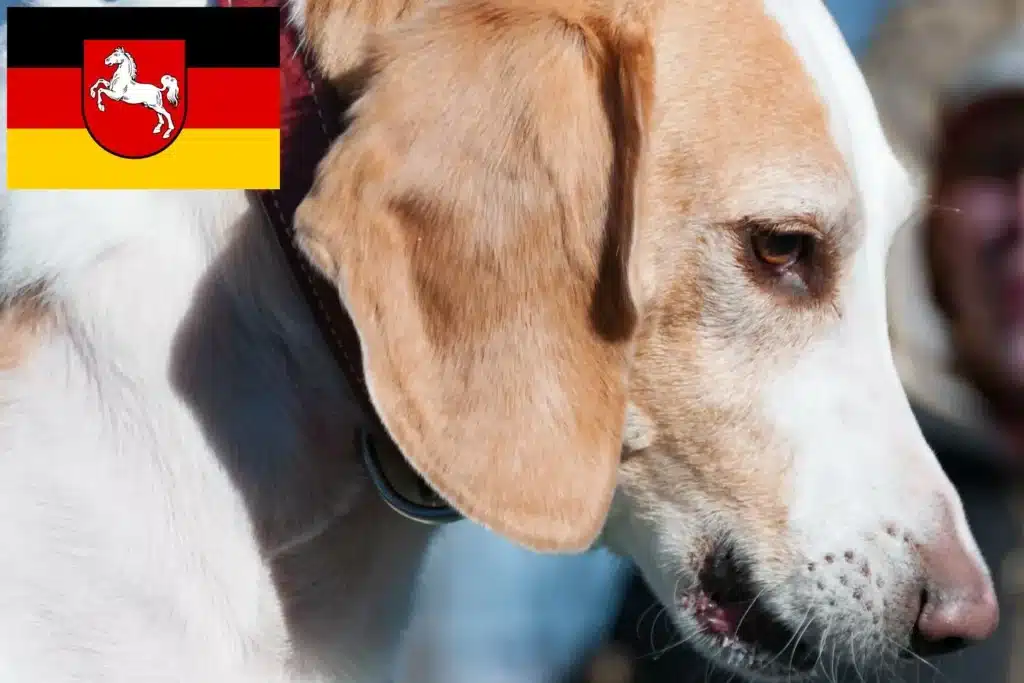Beagle Harrier Züchter mit Welpen Niedersachsen