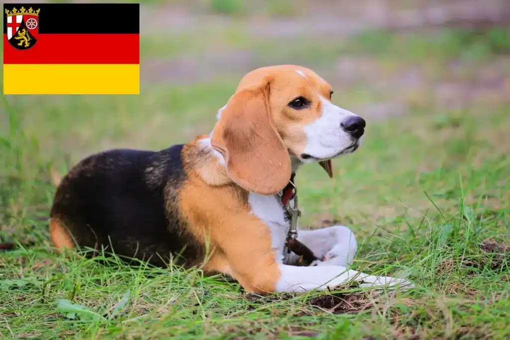 Beagle Harrier Züchter mit Welpen Rheinland-Pfalz