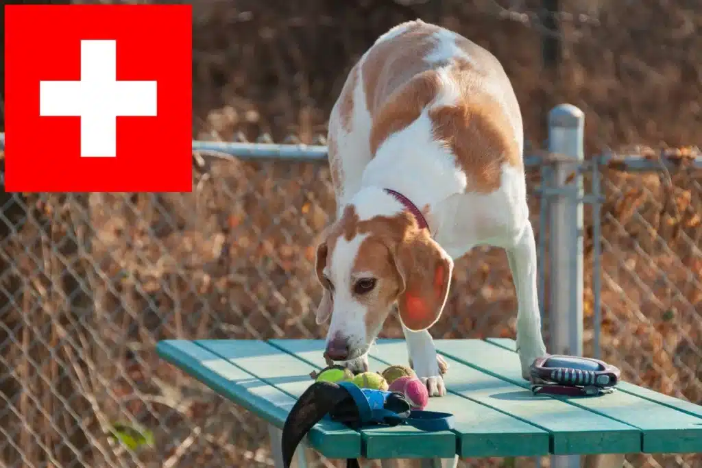 Beagle Harrier Züchter mit Welpen Schweiz