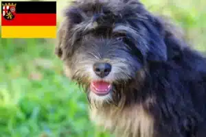 Mehr über den Artikel erfahren Cão da Serra de Aires Züchter und Welpen in Rheinland-Pfalz