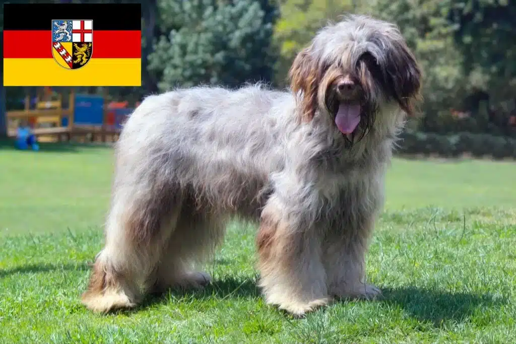 Cão da Serra de Aires Züchter mit Welpen Saarland