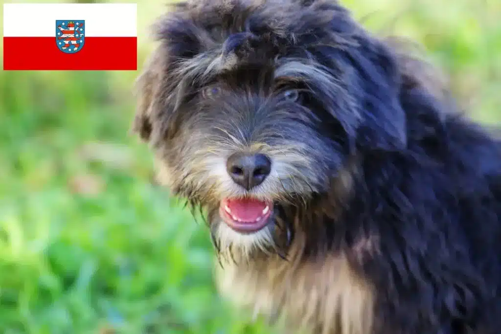 Cão da Serra de Aires Züchter mit Welpen Thüringen