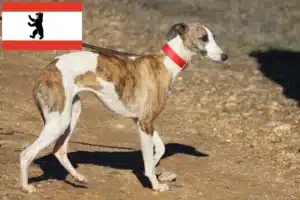 Read more about the article Galgo Espanol Züchter und Welpen in Berlin