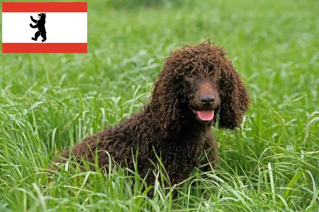 Irish Water Spaniel Züchter mit Welpen Berlin