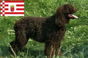 Mehr über den Artikel erfahren Irish Water Spaniel Züchter und Welpen in Bremen