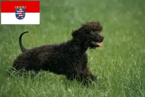 Mehr über den Artikel erfahren Irish Water Spaniel Züchter und Welpen in Hessen