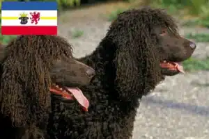 Mehr über den Artikel erfahren Irish Water Spaniel Züchter und Welpen in Mecklenburg-Vorpommern