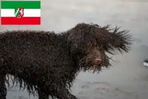 Mehr über den Artikel erfahren Irish Water Spaniel Züchter und Welpen in Nordrhein-Westfalen