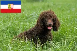 Mehr über den Artikel erfahren Irish Water Spaniel Züchter und Welpen in Schleswig-Holstein