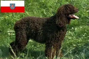 Mehr über den Artikel erfahren Irish Water Spaniel Züchter und Welpen in Thüringen