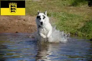 Mehr über den Artikel erfahren Kanadischer Eskimohund Züchter und Welpen in Baden-Württemberg