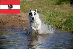 Mehr über den Artikel erfahren Kanadischer Eskimohund Züchter und Welpen in Österreich