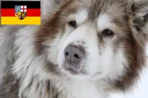 Mehr über den Artikel erfahren Kanadischer Eskimohund Züchter und Welpen im Saarland