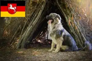 Read more about the article Karst-Schäferhund Züchter und Welpen in Niedersachsen