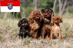 Read more about the article King Charles Spaniel Züchter und Welpen in Hessen