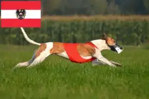 Read more about the article Magyar Agar Züchter und Welpen in Österreich