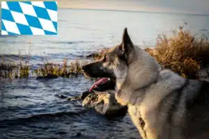 Read more about the article Norwegischer Elchhund grau Züchter und Welpen in Bayern