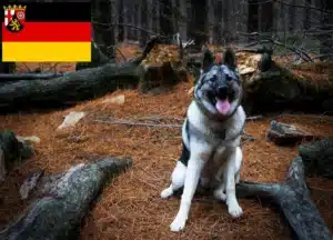 Mehr über den Artikel erfahren Norwegischer Elchhund Züchter und Welpen in Rheinland-Pfalz