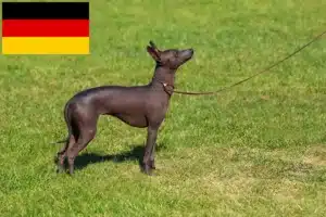 Read more about the article Peruanischer Nackthund Züchter und Welpen in Deutschland