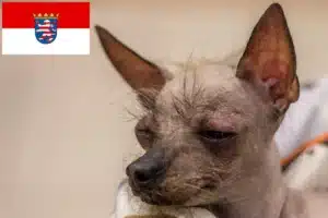Read more about the article Peruanischer Nackthund Züchter und Welpen in Hessen