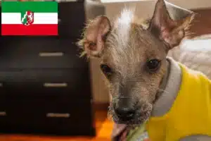 Read more about the article Peruanischer Nackthund Züchter und Welpen in Nordrhein-Westfalen