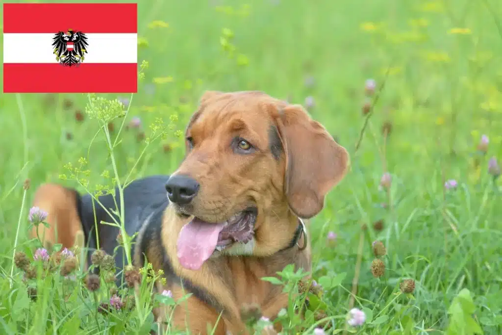 Polnische Bracke Züchter mit Welpen Österreich