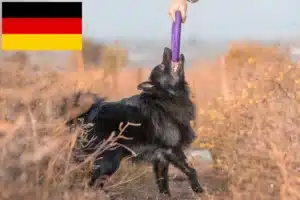Read more about the article Schipperke Züchter und Welpen in Deutschland