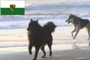 Read more about the article Schwedischer Lapphund Züchter und Welpen in Sachsen
