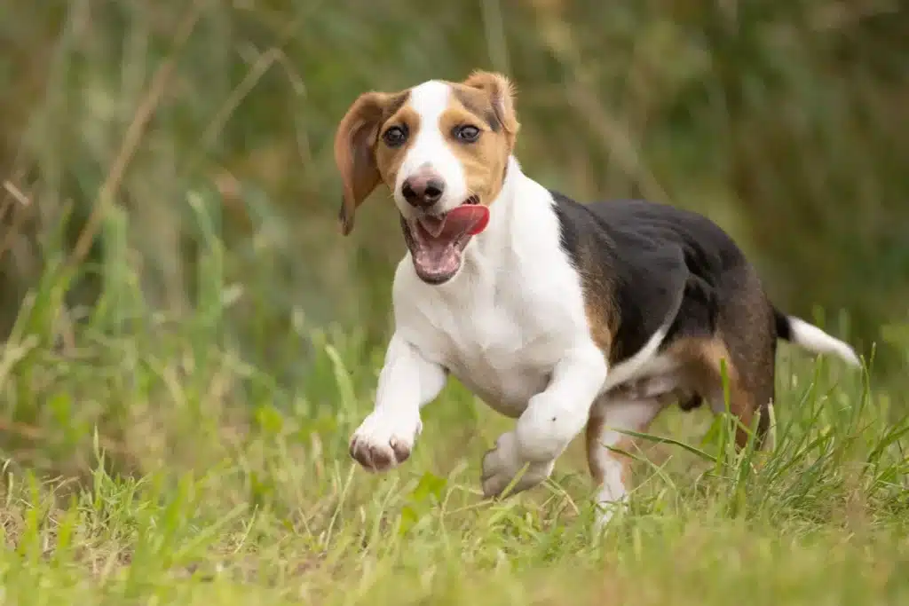 Schweizerischer Niederlaufhund Züchter mit Welpen Hamburg