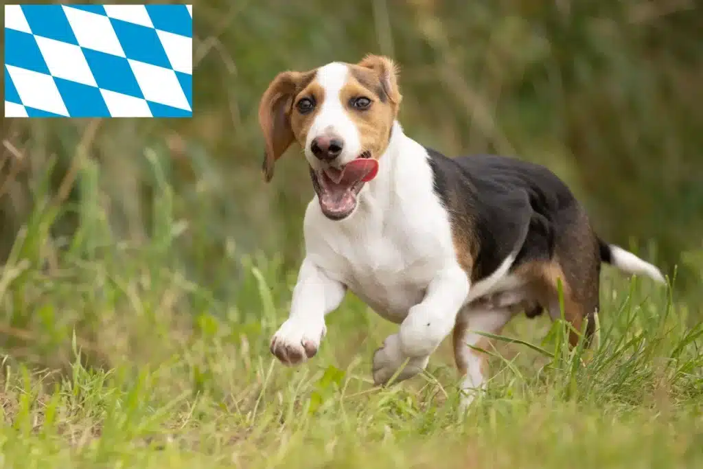 Schweizerischer Niederlaufhund Züchter mit Welpen Bayern