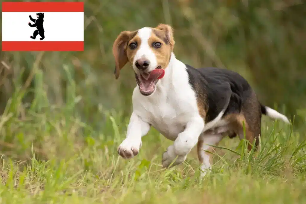 Schweizerischer Niederlaufhund Züchter mit Welpen Berlin