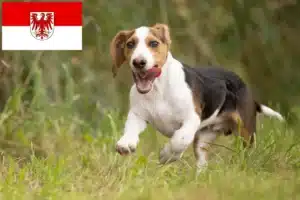 Read more about the article Schweizerischer Niederlaufhund Züchter und Welpen in Brandenburg