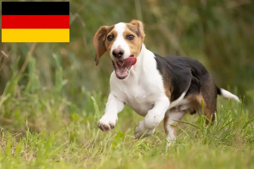 Schweizerischer Niederlaufhund Züchter mit Welpen Deutschland