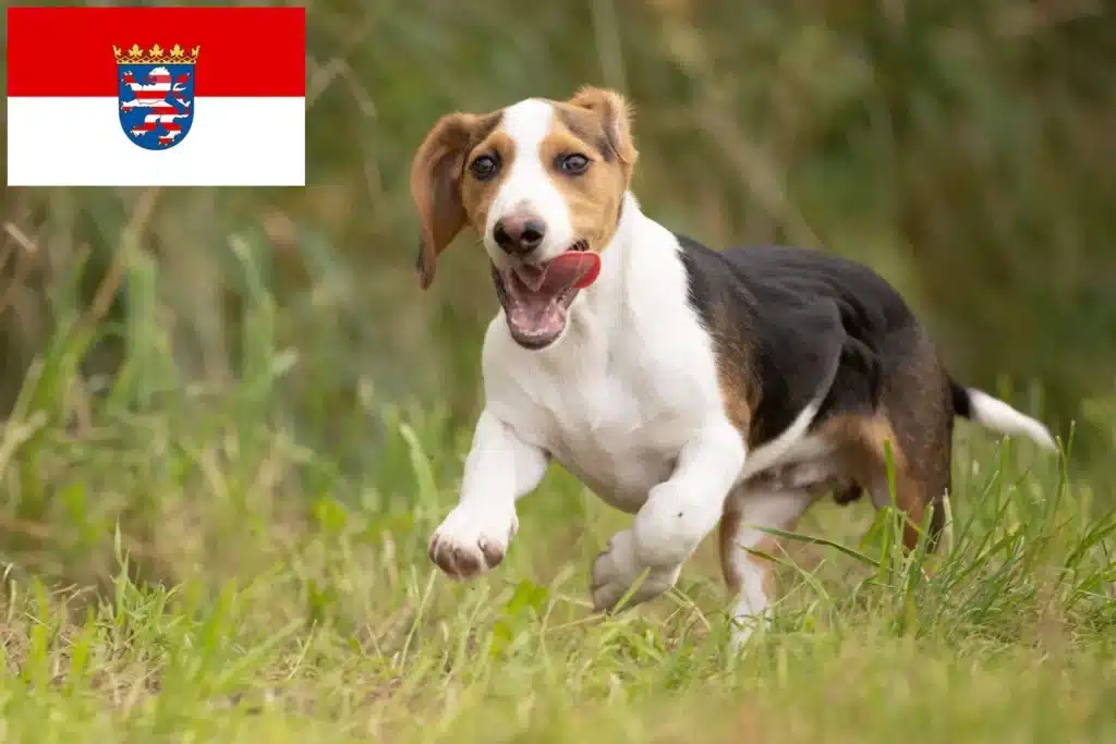 Schweizerischer Niederlaufhund Züchter mit Welpen Hessen