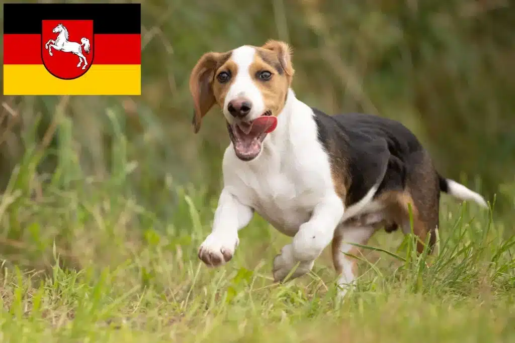 Schweizerischer Niederlaufhund Züchter mit Welpen Niedersachsen