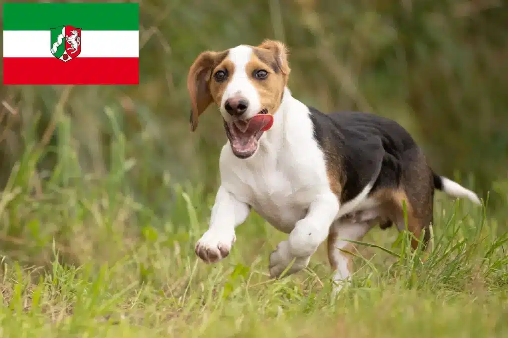 Schweizerischer Niederlaufhund Züchter mit Welpen Nordrhein-Westfalen