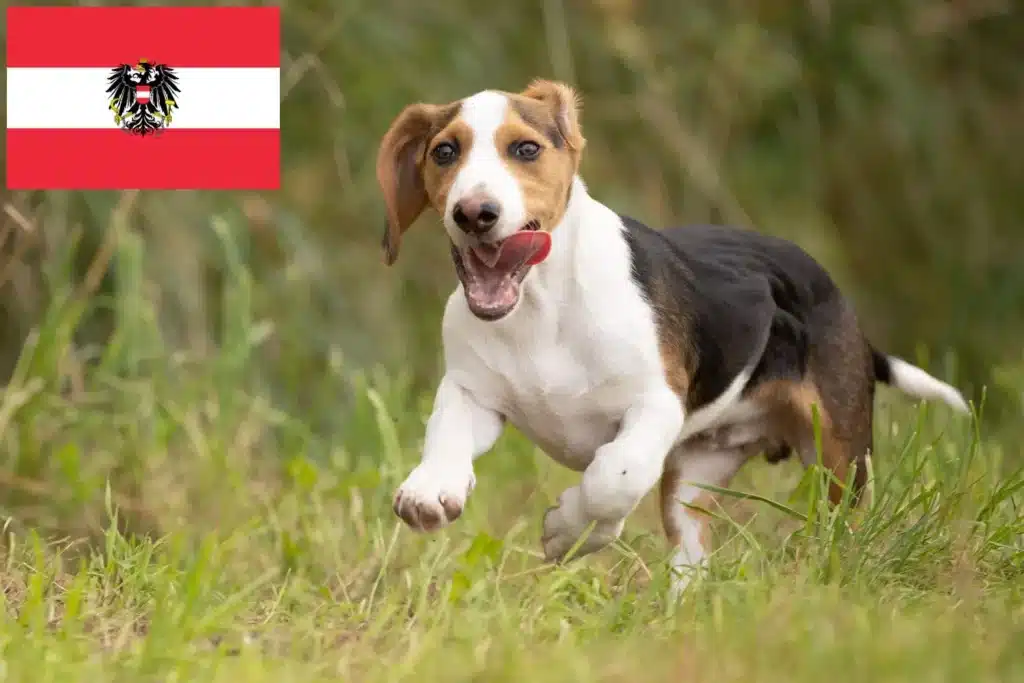 Schweizerischer Niederlaufhund Züchter mit Welpen Österreich
