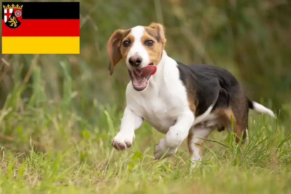 Schweizerischer Niederlaufhund Züchter mit Welpen Rheinland-Pfalz
