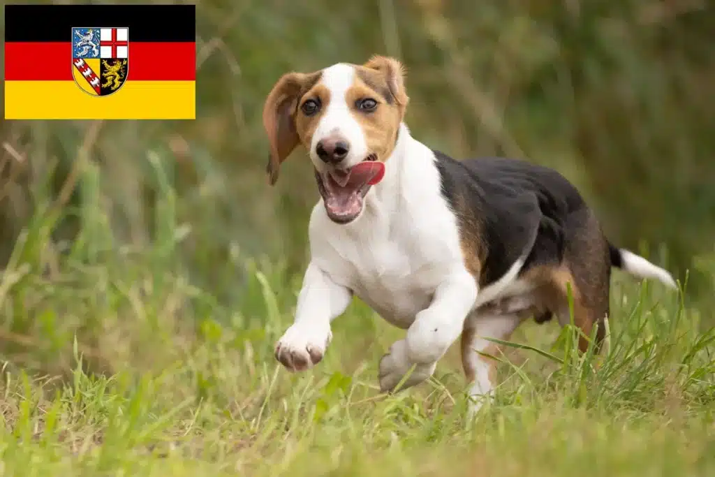 Schweizerischer Niederlaufhund Züchter mit Welpen Saarland