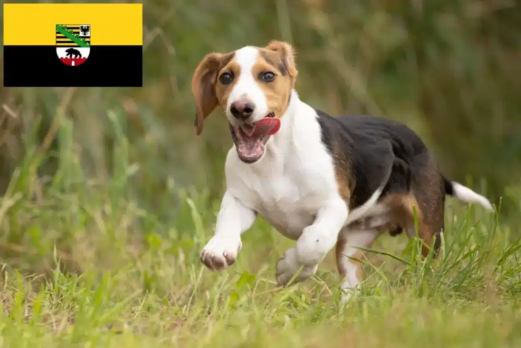 Schweizerischer Niederlaufhund Züchter mit Welpen Sachsen-Anhalt
