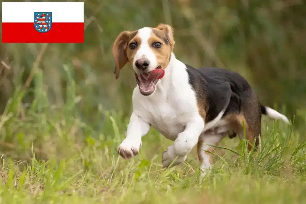 Schweizerischer Niederlaufhund Züchter mit Welpen Thüringen