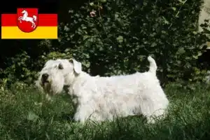 Read more about the article Sealyham Terrier Züchter und Welpen in Niedersachsen