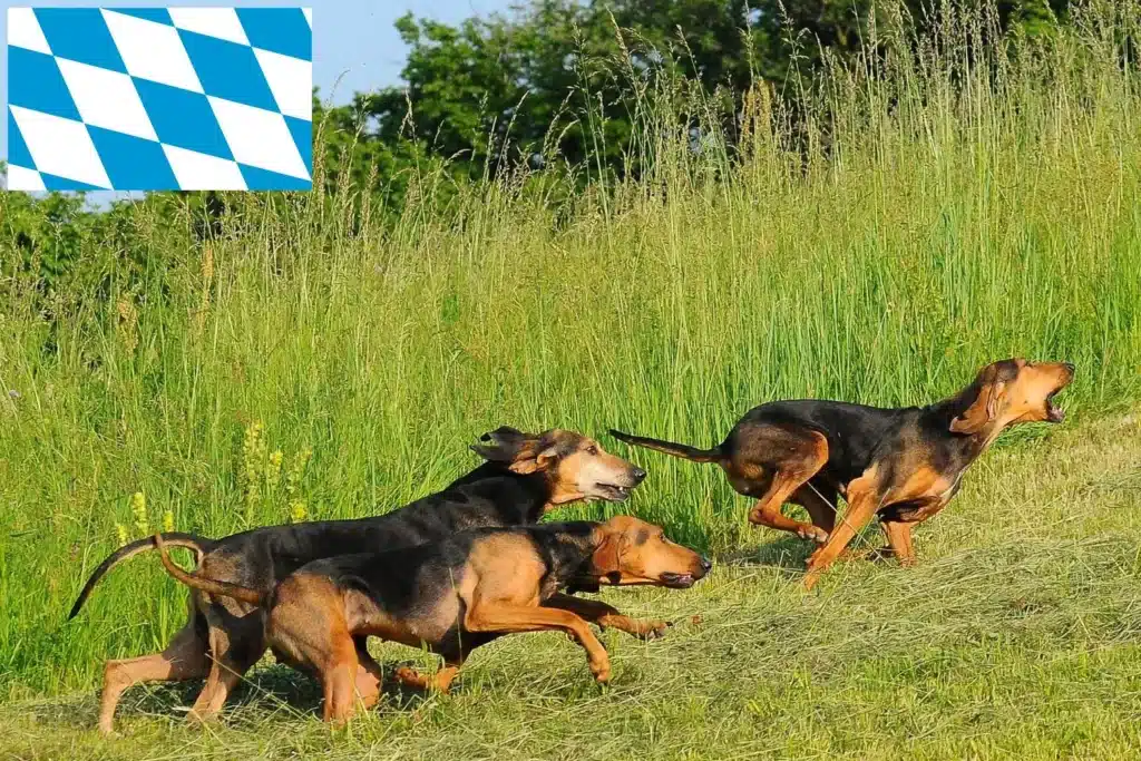 Segugio Italiano Züchter mit Welpen Bayern